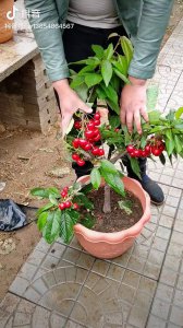 家里可以种樱桃树吗 家中适合种植樱桃树吗？
