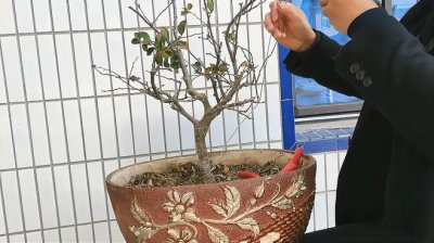 盆栽海棠怎么修剪方法 盆栽海棠修剪技巧
海棠盆栽修剪要点