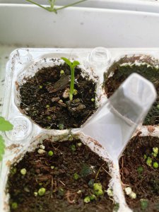 柠檬的种子可以种吗 柠檬籽可以用来种植吗？