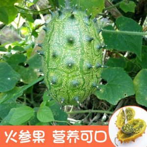 火参果的种子可以种吗 火参果种子可以播种吗？