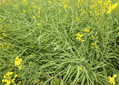 油菜的生长环境特点 油菜的生长条件特点