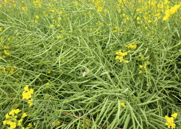 油菜的生长环境特点