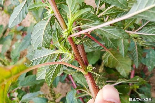 补血菜的生长环境及生长地方条件
