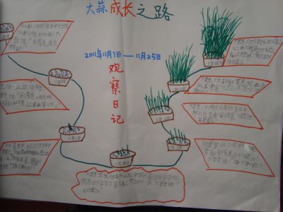 大蒜的生长环境及生长地方条件 大蒜的生长条件和环境