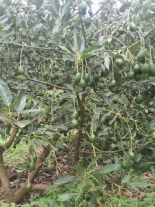 牛油果的生长环境 牛油果的适宜生长环境
