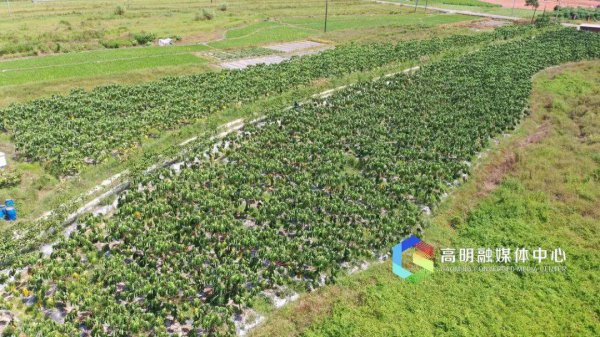 木瓜树的生长环境及生长地方条件