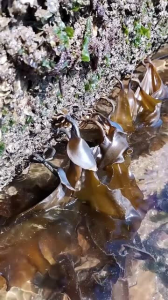 海带的生长环境及生长地方条件 海带的生长环境和地理条件