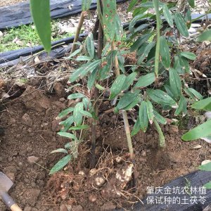 茯苓的生长环境及生长地方条件 茯苓的生长环境和适宜条件