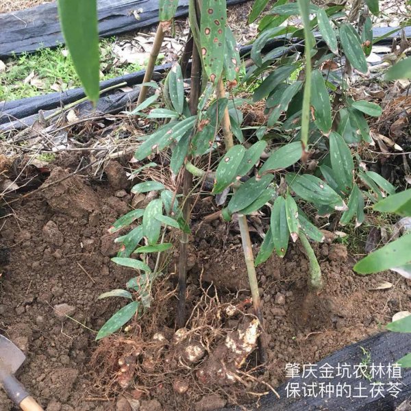 茯苓的生长环境及生长地方条件