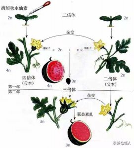 香蕉的生长环境及生长地方条件 香蕉的生长条件和栽培环境