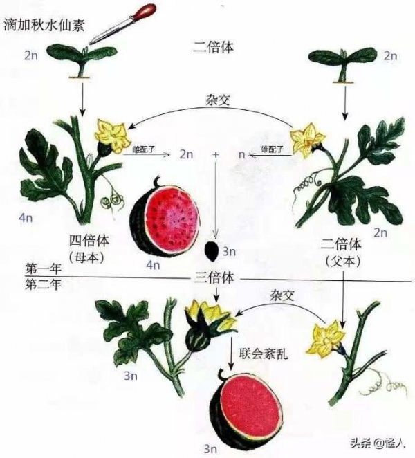 香蕉的生长环境及生长地方条件
