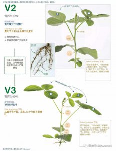 大豆的生长环境及生长地方条件 大豆的生长环境和适宜种植条件