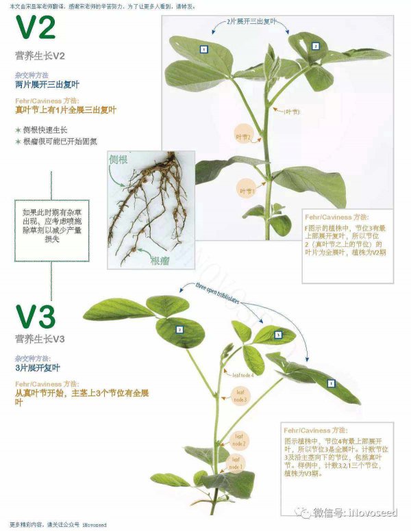 大豆的生长环境及生长地方条件