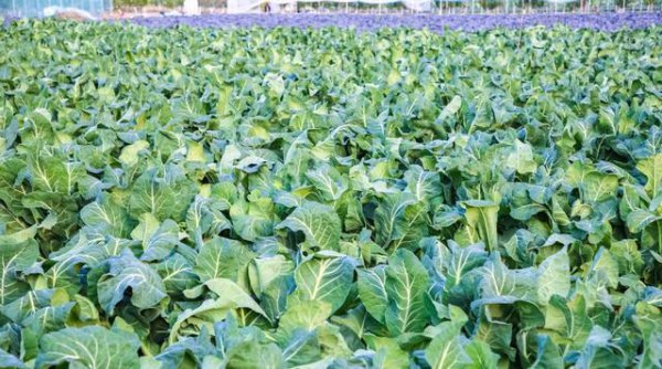 花菜的生长环境及生长地方条件