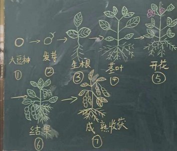 金豆的生长环境及生长地方条件 金豆的生态要求和适宜种植条件