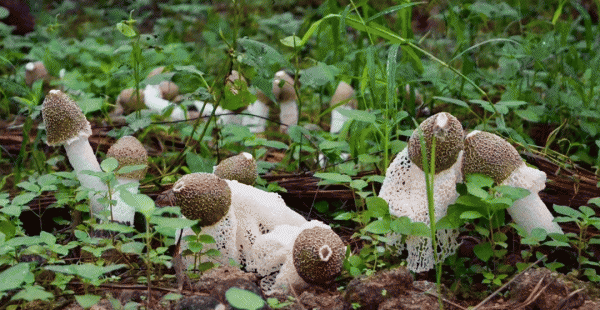 竹荪的生长环境及生长地方条件