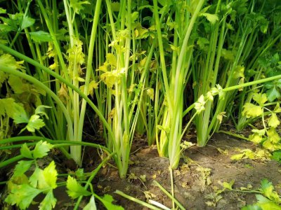 芹菜的生长环境及生长地方条件 芹菜的生存环境和生长条件