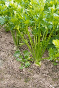 芹菜生长期多长时间 芹菜生长周期有多久？