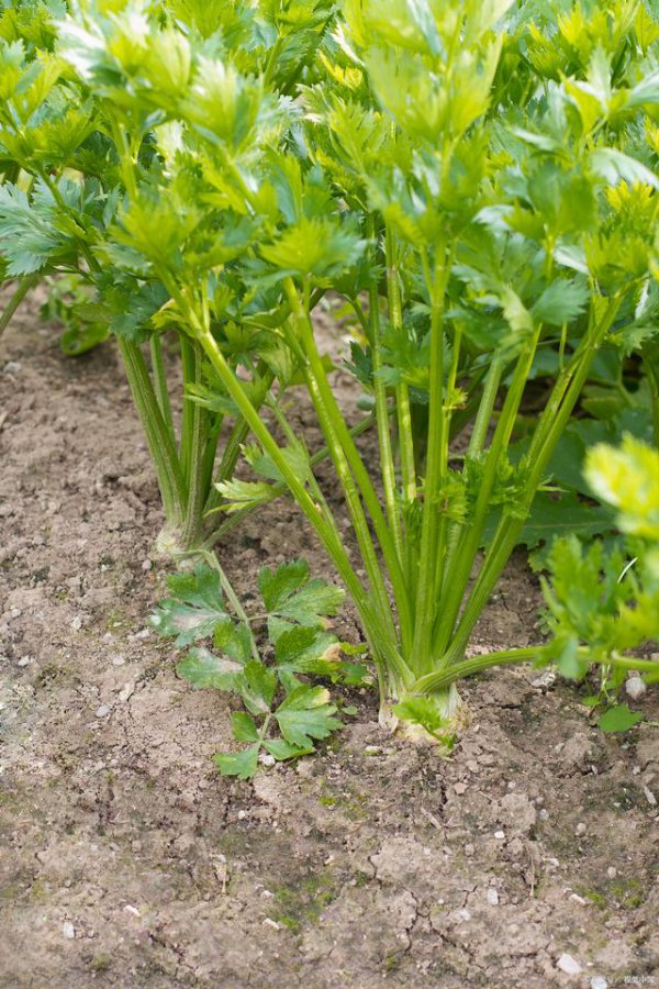 芹菜生长期多长时间