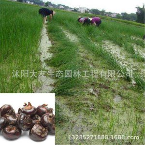 荸荠的生长环境及生长地方条件 荸荠的生长环境和生长地点条件