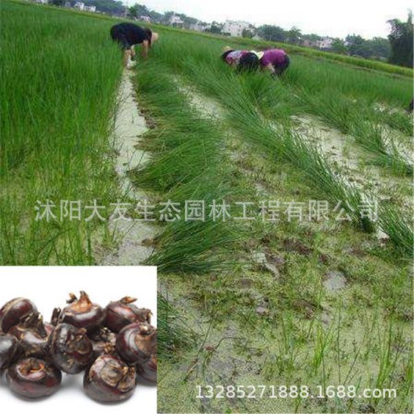 荸荠的生长环境及生长地方条件