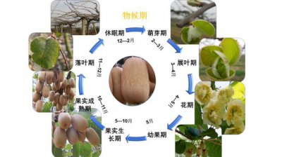 猕猴桃的生长环境及生长地方条件 猕猴桃的生长环境和适宜地点条件