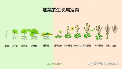 小油菜生长期多长时间 小油菜生长需要多久时间？