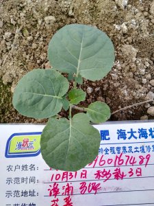 花菜施什么肥好 花菜应该使用什么肥料施肥？