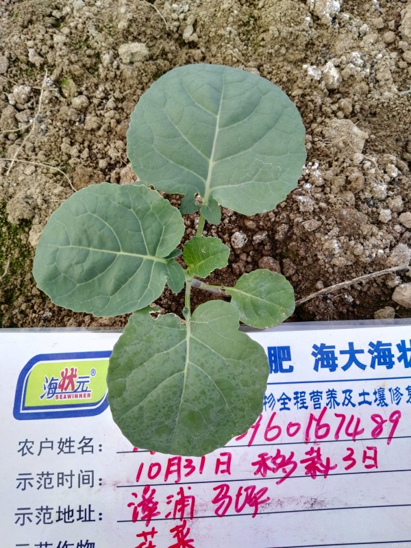 花菜施什么肥好