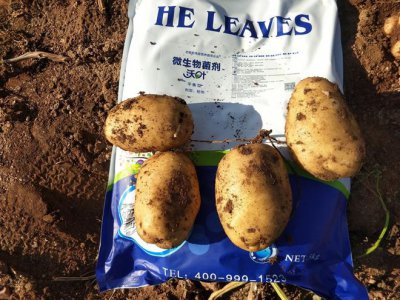 土豆施什么肥好 土豆用什么肥料最有效果？