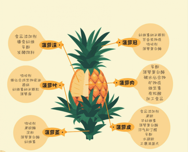 菠萝生长期多长时间