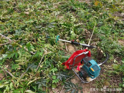 香椿树施什么肥好 香椿树施什么肥料最合适？