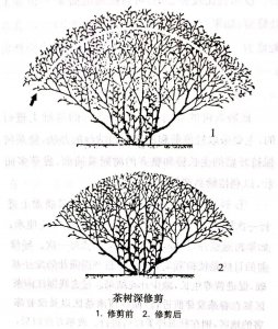 茶树盆栽怎么修剪方法 修剪茶树盆栽的方法
茶树盆栽修剪技巧