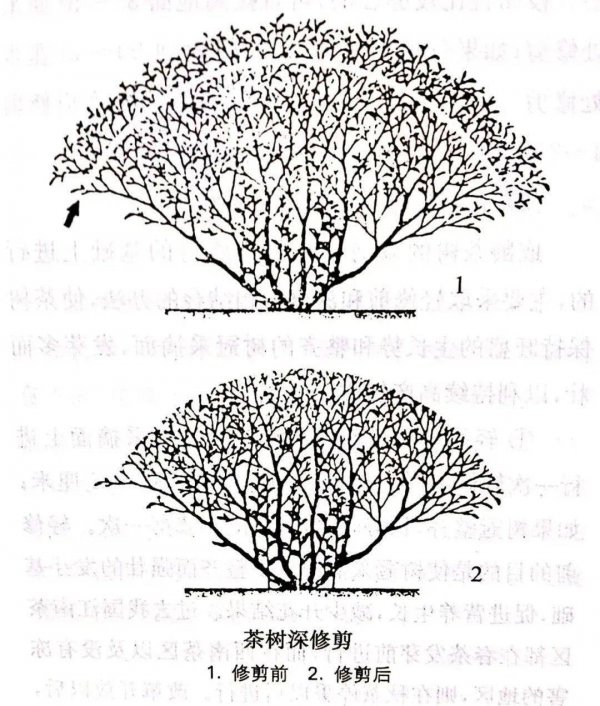 茶树盆栽怎么修剪方法