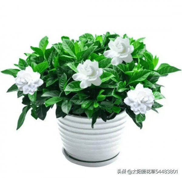 盆栽茶花的养殖方法和注意事项有哪些