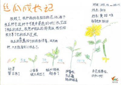 丝瓜发芽的过程 丝瓜发芽的过程
丝瓜生长的过程