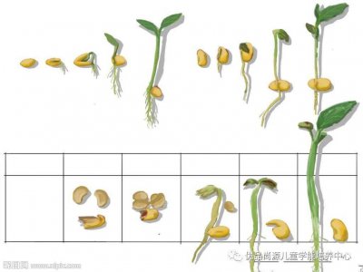 豆子发芽的过程 豆子萌发的过程