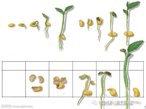 豆子发芽的过程