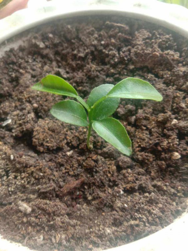 橘子发芽的过程