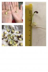 红豆发芽的过程 红豆发芽的生长过程