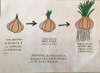 大蒜发芽的过程 大蒜生长的过程