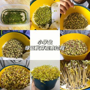 绿豆发芽的过程 绿豆发芽的阶段性过程