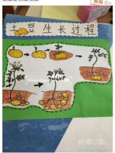土豆发芽的过程 土豆生长的过程