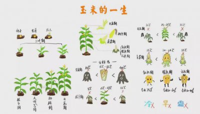 玉米发芽的过程 以玉米生长的过程
玉米发芽的步骤