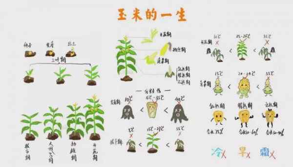 玉米发芽的过程