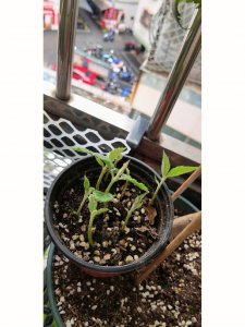 枇杷发芽的过程 枇杷开始生长的过程
