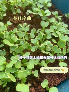 冬天菜种子几天发芽 冬季蔬菜种子发芽周期是多久？