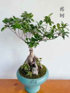 盆景榕树的养殖方法和注意事项有哪些