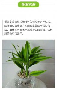 富贵竹盆栽的养殖方法和注意事项有哪些
