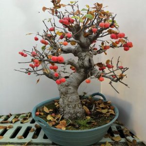 冬红果用大盆还是小盆 冬红果适合种植在大盆还是小盆？
